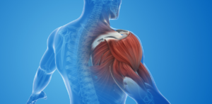 Digital anatomical illustration showing the upper body muscles, focusing on the chest and shoulder areas